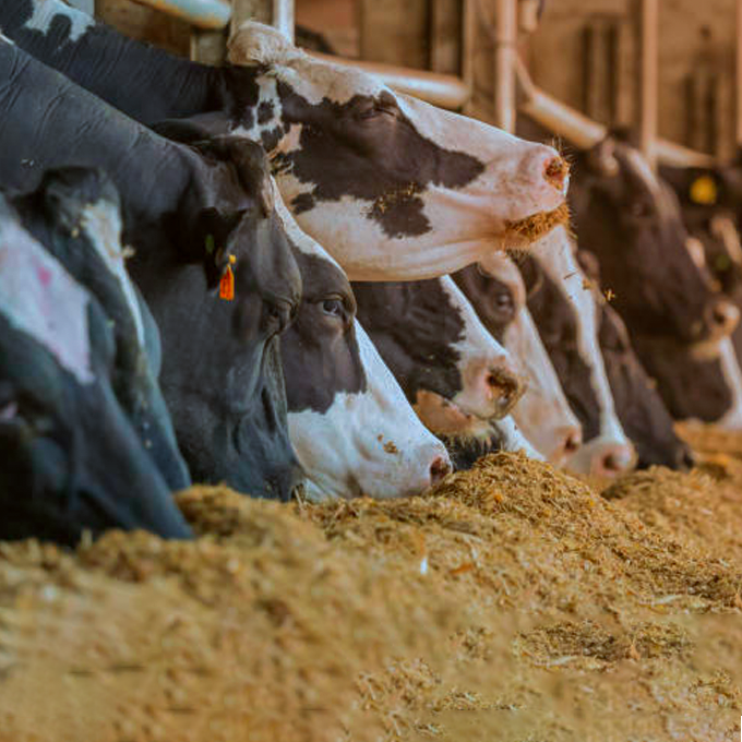 საკვების ნაზავი