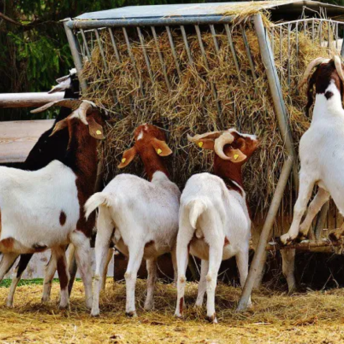 წვრილფეხა პირუტყვისთვის საკვები დანადგარები